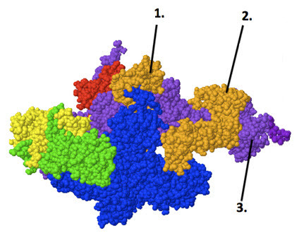 This image shows the RNA Polymerase holoenzyme spa