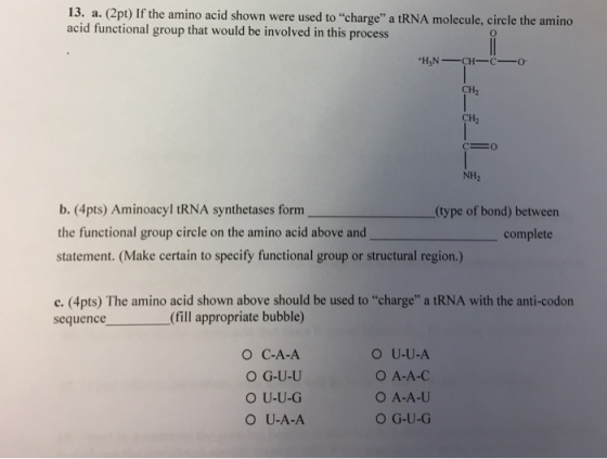 13. a. (2pt) If the amino acid shown were used to charge a tRNA molecule, circle the amino acid functional group that would be involved in this process CH2 CH2 NH2 b. (4pts) Aminoacyl tRNA synthetases form the functional group circle on the amino acid above and statement. (Make certain to specify functional group or structural region.) (type of bond) betweern complete c. (4pts) The amino acid shown above should be used to charge a tRNA with the anti-codon sequence (fill appropriate bubble) O C-A-A O G-U-U O U-U-G O U-A-A O U-U-A O A-A-C O A-A-U ○ G-U-G