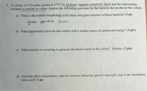 4. A colony on VJA plate, grown at 37°C for 24 hours, appears completely black and the surrounding medium is pinkish in colou