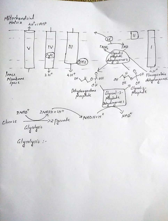 LLLLLLL Mitochondrial Mateix wit ATP = 17 FADH FAD QH2 dehydrogenauer + - АН Innes Membiane Space on 4o-P-OH prot Flavopeokin