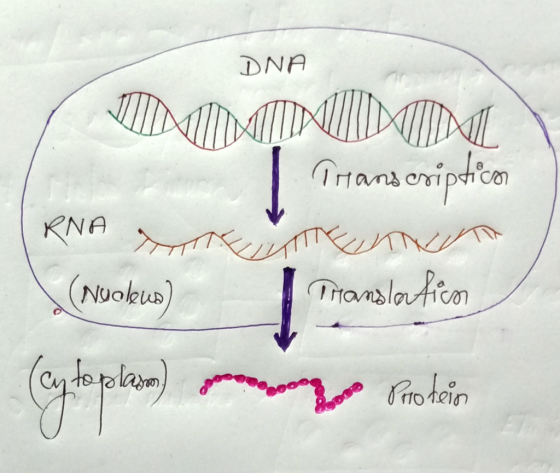 DNA TMMNUDIM Transcripticon RNA EN \ (Nucleus) Translation (y toplom m og probio