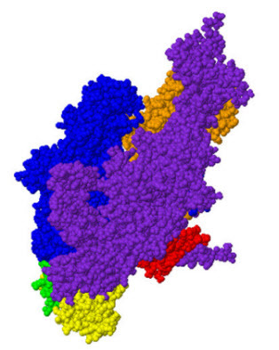 This image shows the RNA Polymerase holoenzyme spa