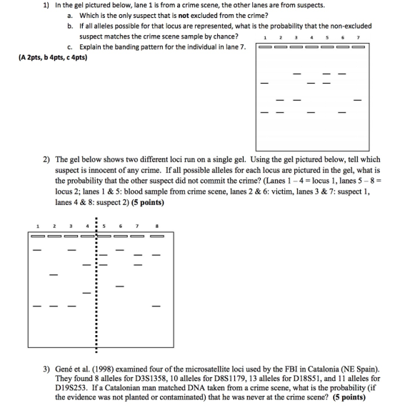 1) In the gel pictured below, lane 1 is from a crime scene, the other lanes are from suspects. a. Which is the only suspect that is not excluded from the crime? b. If all alleles possible for that locus are represented, what is the probability that the non-excluded suspect matches the crime scene sample by chance? Explain the banding pattern for the individual in lane 7. 3 6 c. |-- (A 2pts, b 4pts, c 4pts) 2) The gel below shows two different loci run on a single gel. Using the gel pictured below, tell which suspect is innocent of any crime. If all possible alleles for each locus are pictured in the gel, what is the probability that the other suspect did not commit the crime? (Lanes 1-4 locus 1, lanes 5-8 locus 2; lanes 1 & 5: blood sample from crime scene, lanes 2 & 6: victim, lanes 3 & 7: suspect 1, lanes 4 & 8: suspect 2) (5 points) 6 8 3) Gené et al. (1998) examined four of the microsatellite loci used by the FBI in Catalonia (NE Spain) They found 8 alleles for D3S1358, 10 alleles for D8S1179,13 alleles for D18S51, and 11 alleles for D19S253. If a Catalonian man matched DNA taken from a crime scene, what is the probability (if the evidence was not planted or contaminated) that he was never at the crime scene? (5 points)