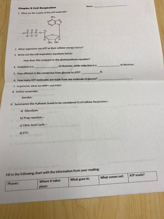Chapter 8 Cell Respiration 1. What are the parts of this ATP module 6-8-5- o- 1 OH OH 2. What organisms use ATP as their cell