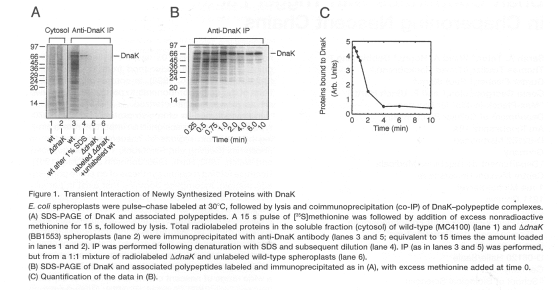 Cytosol Anti-Dnak IP Anti-Dnak IP -Dnak -Dnak IIIIIIII Proteins bound to Dnak (Arb. Units) 1 2 3 4 5 6 0 2 8 10 4 6 Time (min