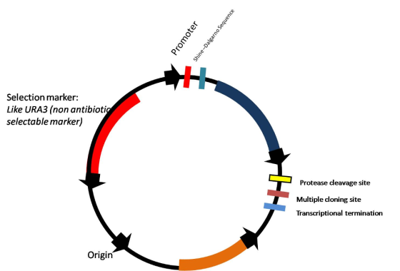 Selection marker: Like URA3 (non antibioti selectable marker) Protease dleavage site Multiple cloning site Transcriptional te