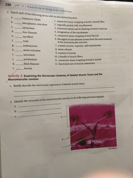 236 UNIT 12 introduction to Muscularsstern MusceTissue 2. Match each of the following terms with its description/function: transverse tubule l. connective tissue wrapping around a muscle fiber sarcoplasmic reticulum 2. organelle packed with myofilaments epimysium transverse tubule and its flanking terminalcisternae d. thin filament 4 invagination of the sarcolemma 5. connective tissue wrapping around fascicle myofibril 6. the region of sarcolemma across from the axon terminal f triad at the neuromuscular junction endomysium 7. consists of actin, troponin, and tropomyosin 8, stores calcium h. motor end plate 9. consists of myosin sarcomere 10, a bundle of muscle fibers i. connective tissue wrapping around a muscle perimysium 12. functional unit of muscle contraction k. thick filament fascicle tivity 2: Examining the Microscopic Anatomy of skeletal Muscle Tissue and the Neuromuscular Junction 1. Briefly describe the microscopic appearance of skeletal muscle tissue. 2. Identify the structures of the neuromuscular junction in the following photomicrograph.