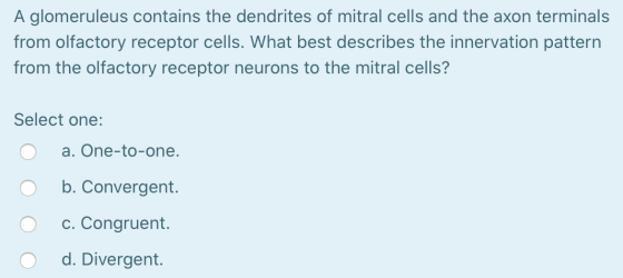 A glomeruleus contains the dendrites of mitral cells and the axon terminals from olfactory receptor cells. What best describe