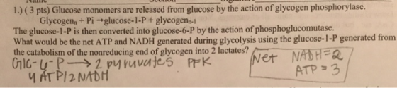 1.) ( 3 pts) Glucose monomers are released from glucose by the action of glycogen phosphorylase. Glycogen, + Pi -glucose-1-P