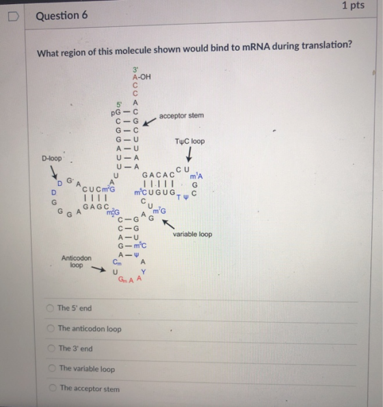 1 pts DI Question 6 What region of this molecule shown would bind to mRNA during translation? 3 A-OH 5 A Cacceptor stem G C