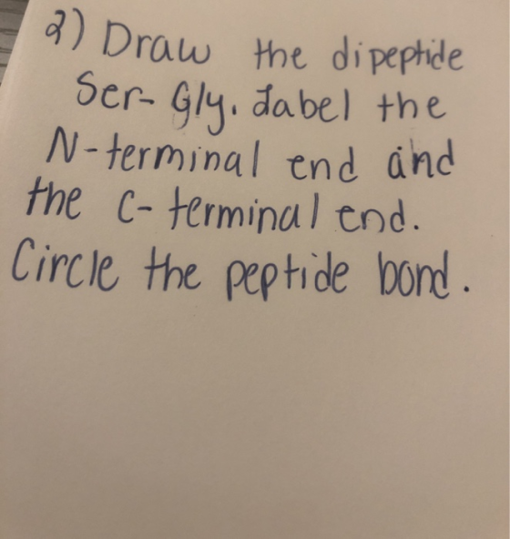 2) Draw the dipeptide N-terminal end and Ser-Gly, dabel the the C-terminal end. Circle the peptide bond.